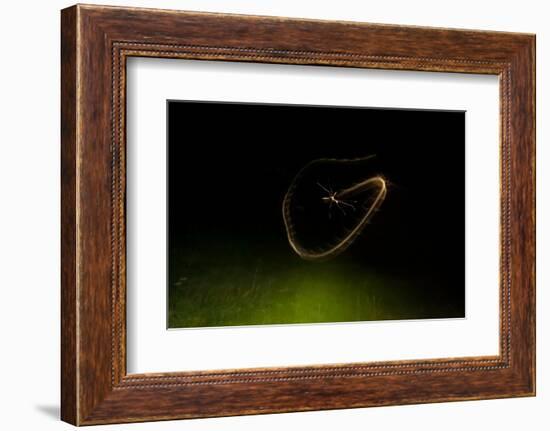 Cranefly flight trail over meadow in old quarry, England-Neil Aldridge-Framed Photographic Print