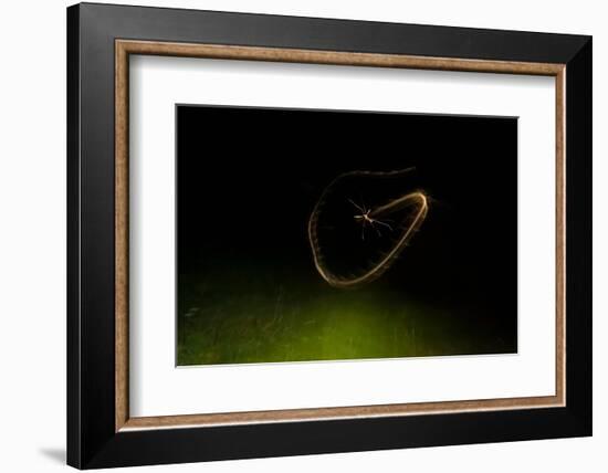 Cranefly flight trail over meadow in old quarry, England-Neil Aldridge-Framed Photographic Print