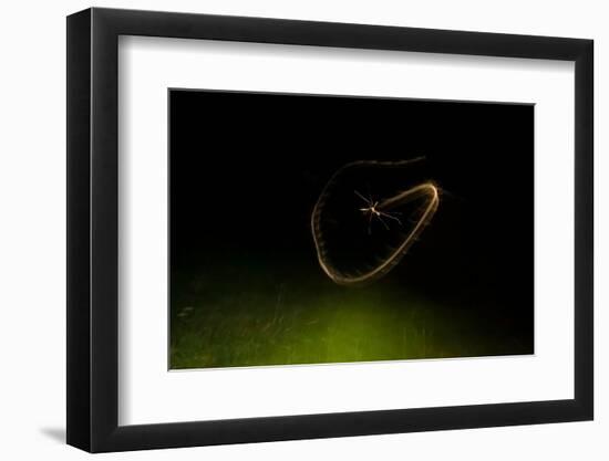 Cranefly flight trail over meadow in old quarry, England-Neil Aldridge-Framed Photographic Print