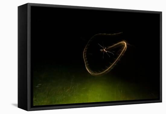 Cranefly flight trail over meadow in old quarry, England-Neil Aldridge-Framed Premier Image Canvas