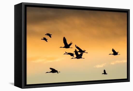 Cranes and Geese Flying, Bosque Del Apache National Wildlife Refuge, New Mexico-Maresa Pryor-Framed Premier Image Canvas