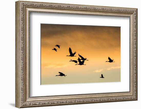 Cranes and Geese Flying, Bosque Del Apache National Wildlife Refuge, New Mexico-Maresa Pryor-Framed Photographic Print
