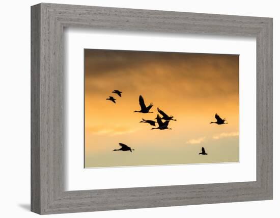 Cranes and Geese Flying, Bosque Del Apache National Wildlife Refuge, New Mexico-Maresa Pryor-Framed Photographic Print