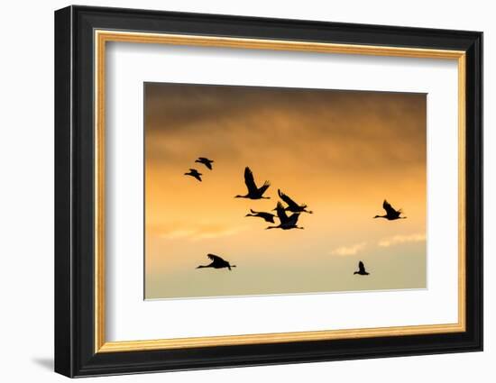 Cranes and Geese Flying, Bosque Del Apache National Wildlife Refuge, New Mexico-Maresa Pryor-Framed Photographic Print