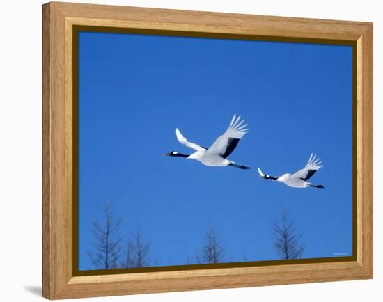 Cranes Flying in the Blue Sky, Hokkaido, Japan-null-Framed Premier Image Canvas