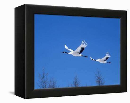 Cranes Flying in the Blue Sky, Hokkaido, Japan-null-Framed Premier Image Canvas