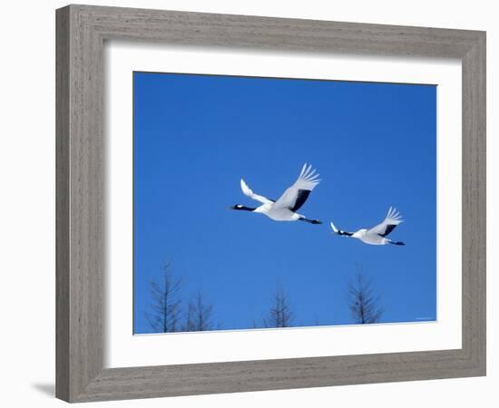 Cranes Flying in the Blue Sky, Hokkaido, Japan-null-Framed Photographic Print