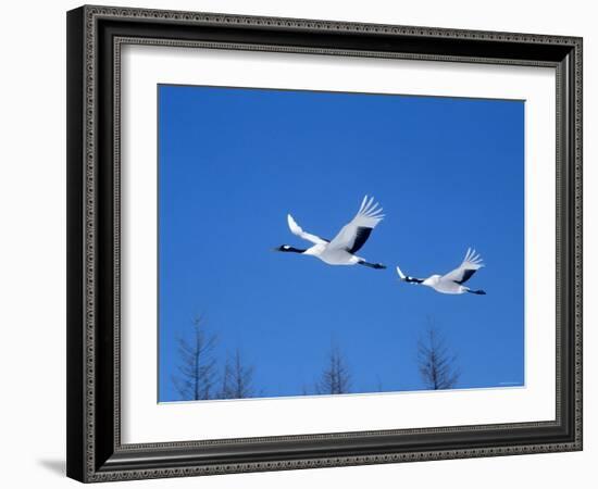 Cranes Flying in the Blue Sky, Hokkaido, Japan-null-Framed Photographic Print