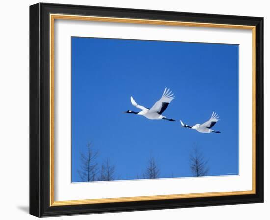 Cranes Flying in the Blue Sky, Hokkaido, Japan-null-Framed Photographic Print