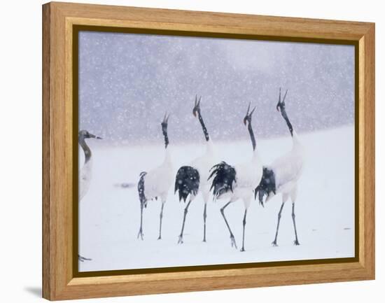 Cranes in the Tsurui Bird Sanctuary, Hokkaido, Japan-null-Framed Premier Image Canvas