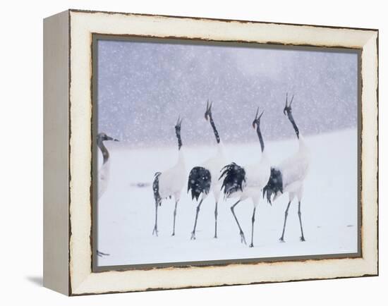 Cranes in the Tsurui Bird Sanctuary, Hokkaido, Japan-null-Framed Premier Image Canvas