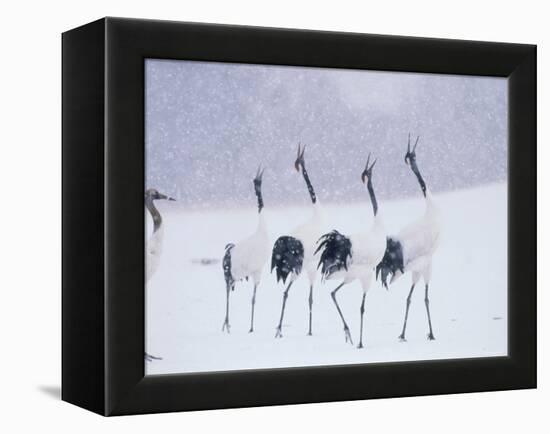 Cranes in the Tsurui Bird Sanctuary, Hokkaido, Japan-null-Framed Premier Image Canvas