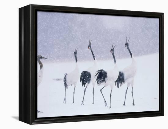 Cranes in the Tsurui Bird Sanctuary, Hokkaido, Japan-null-Framed Premier Image Canvas