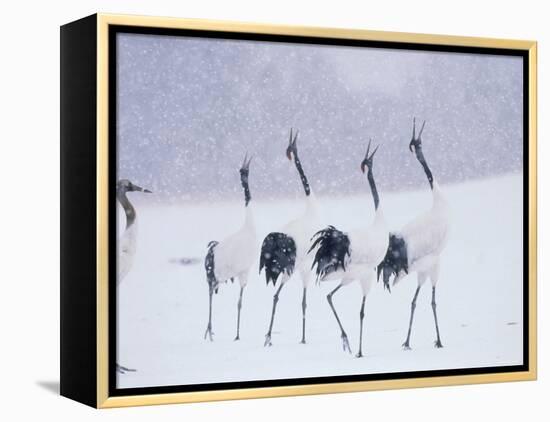 Cranes in the Tsurui Bird Sanctuary, Hokkaido, Japan-null-Framed Premier Image Canvas