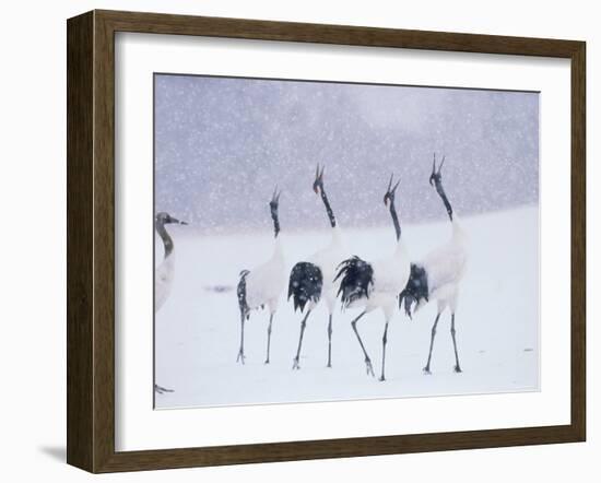 Cranes in the Tsurui Bird Sanctuary, Hokkaido, Japan-null-Framed Photographic Print