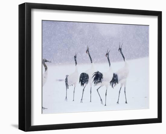 Cranes in the Tsurui Bird Sanctuary, Hokkaido, Japan-null-Framed Photographic Print