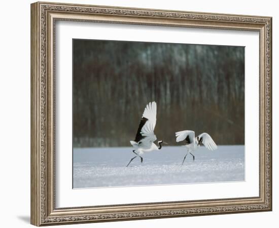 Cranes-null-Framed Photographic Print