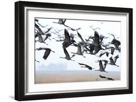 Cranes-Reiner Bernhardt-Framed Photographic Print