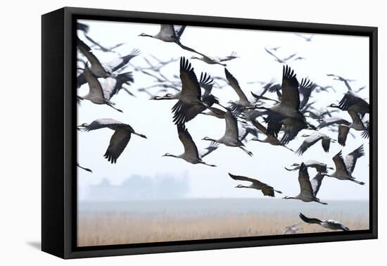 Cranes-Reiner Bernhardt-Framed Premier Image Canvas