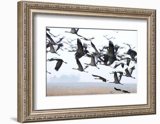 Cranes-Reiner Bernhardt-Framed Photographic Print