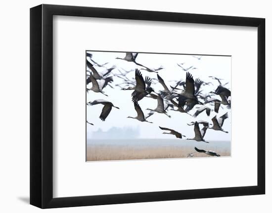 Cranes-Reiner Bernhardt-Framed Photographic Print