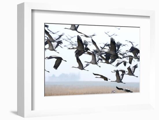 Cranes-Reiner Bernhardt-Framed Photographic Print