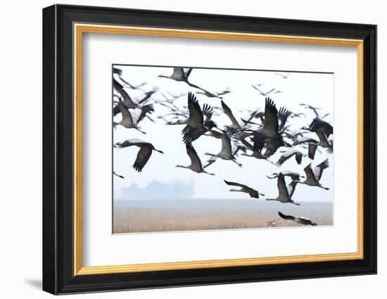 Cranes-Reiner Bernhardt-Framed Photographic Print