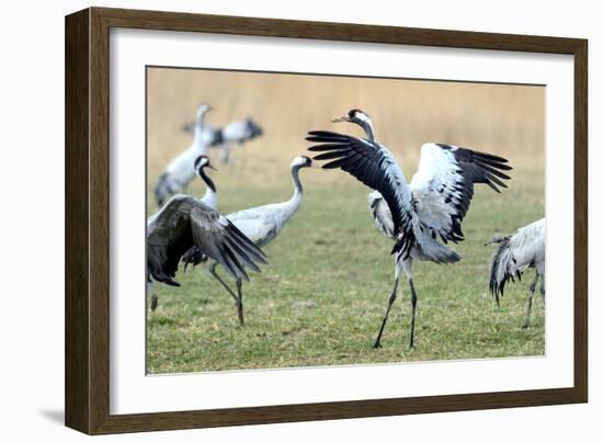 Cranes-Reiner Bernhardt-Framed Photographic Print