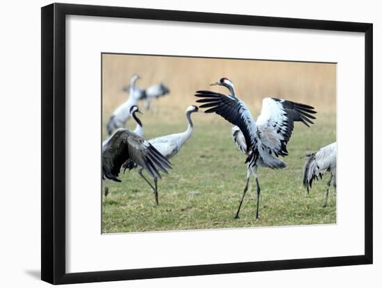 Cranes-Reiner Bernhardt-Framed Photographic Print