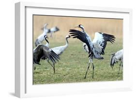 Cranes-Reiner Bernhardt-Framed Photographic Print