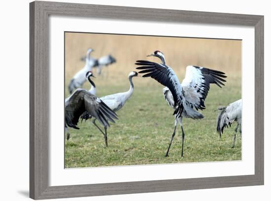 Cranes-Reiner Bernhardt-Framed Photographic Print