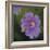 Cranesbill Bloom-Pete Kelly-Framed Giclee Print