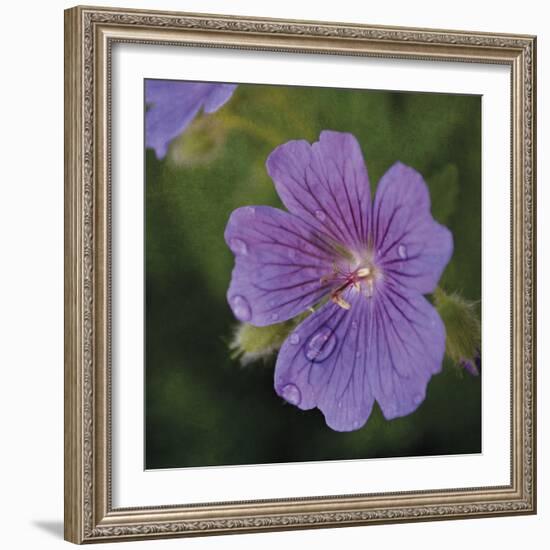 Cranesbill Bloom-Pete Kelly-Framed Giclee Print