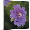 Cranesbill Bloom-Pete Kelly-Mounted Giclee Print