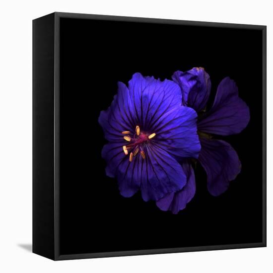 Cranesbill Geranium-Magda Indigo-Framed Premier Image Canvas