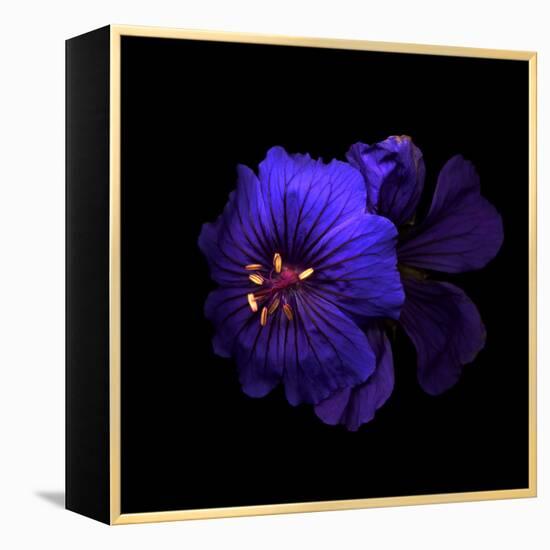 Cranesbill Geranium-Magda Indigo-Framed Premier Image Canvas