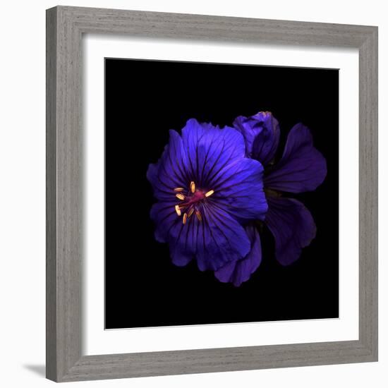 Cranesbill Geranium-Magda Indigo-Framed Photographic Print