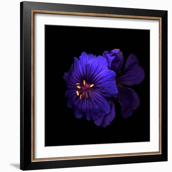 Cranesbill Geranium-Magda Indigo-Framed Photographic Print