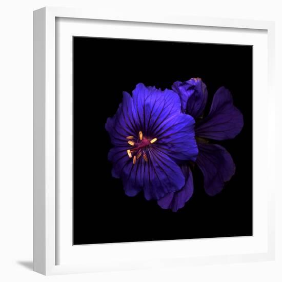 Cranesbill Geranium-Magda Indigo-Framed Photographic Print