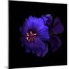 Cranesbill Geranium-Magda Indigo-Mounted Photographic Print