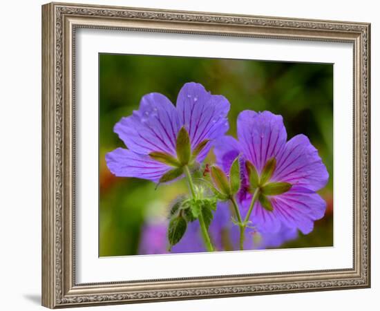 Cranesbill Geranium-Magda Indigo-Framed Photographic Print