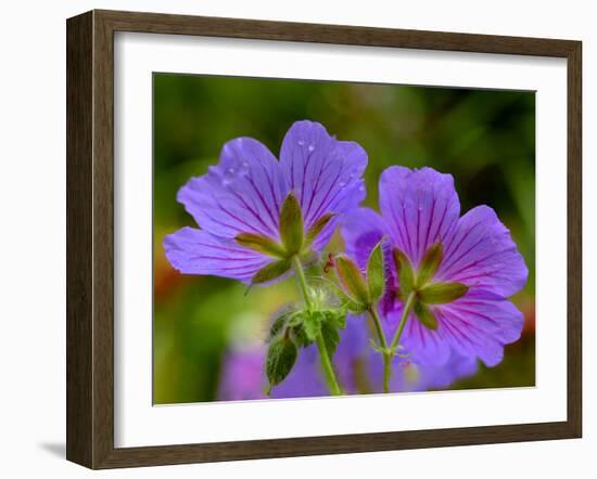 Cranesbill Geranium-Magda Indigo-Framed Photographic Print