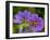 Cranesbill Geranium-Magda Indigo-Framed Photographic Print