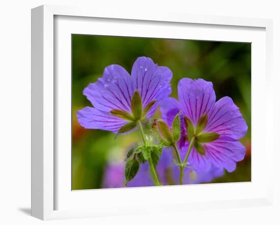 Cranesbill Geranium-Magda Indigo-Framed Photographic Print