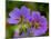 Cranesbill Geranium-Magda Indigo-Mounted Photographic Print