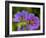 Cranesbill Geranium-Magda Indigo-Framed Photographic Print