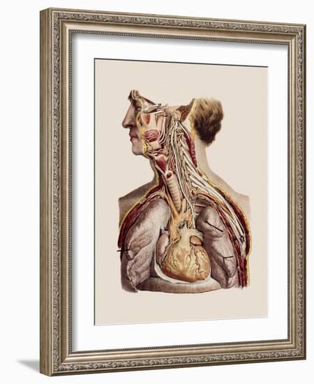 Cranial Nerves-Mehau Kulyk-Framed Photographic Print