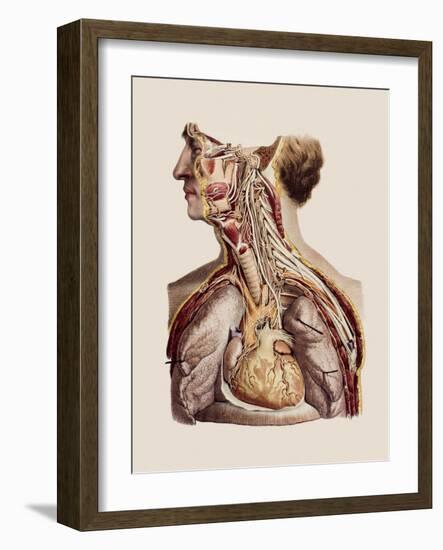 Cranial Nerves-Mehau Kulyk-Framed Photographic Print