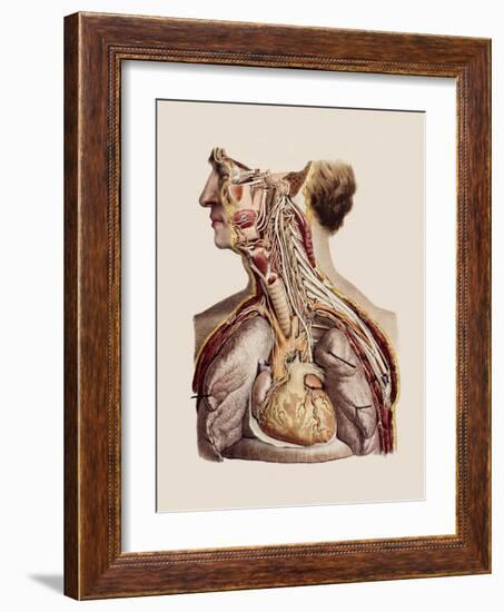 Cranial Nerves-Mehau Kulyk-Framed Photographic Print
