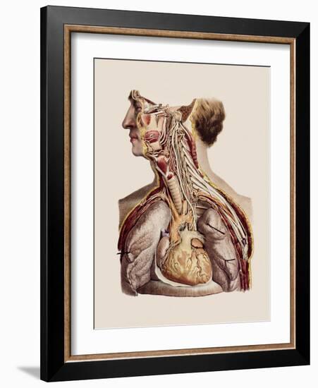 Cranial Nerves-Mehau Kulyk-Framed Photographic Print